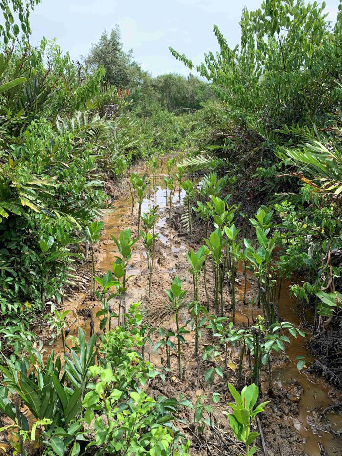preserving a mangrove haven