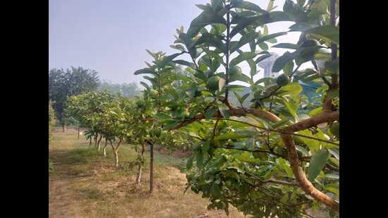 now, uttar pradesh trying espalier technique to revolutionise guava production