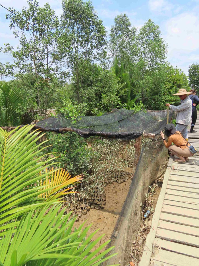 preserving a mangrove haven