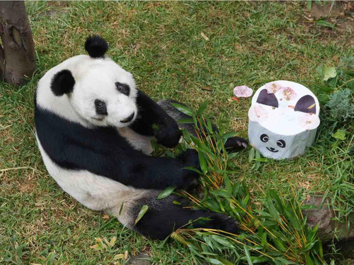 ¡wuju! la panda gigante xin xin cumple 34 años este lunes