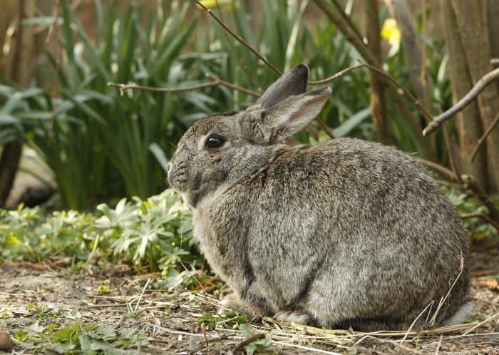 bunnies on the way? five signs your rabbit is pregnant