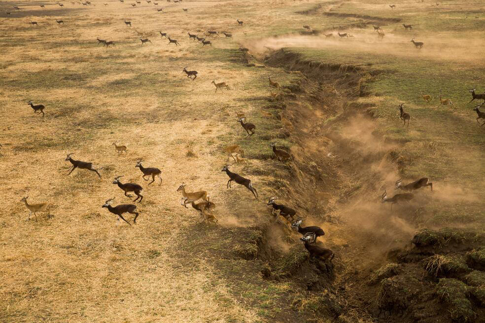 las increíbles fotos de la mayor migración de mamíferos terrestres en el mundo