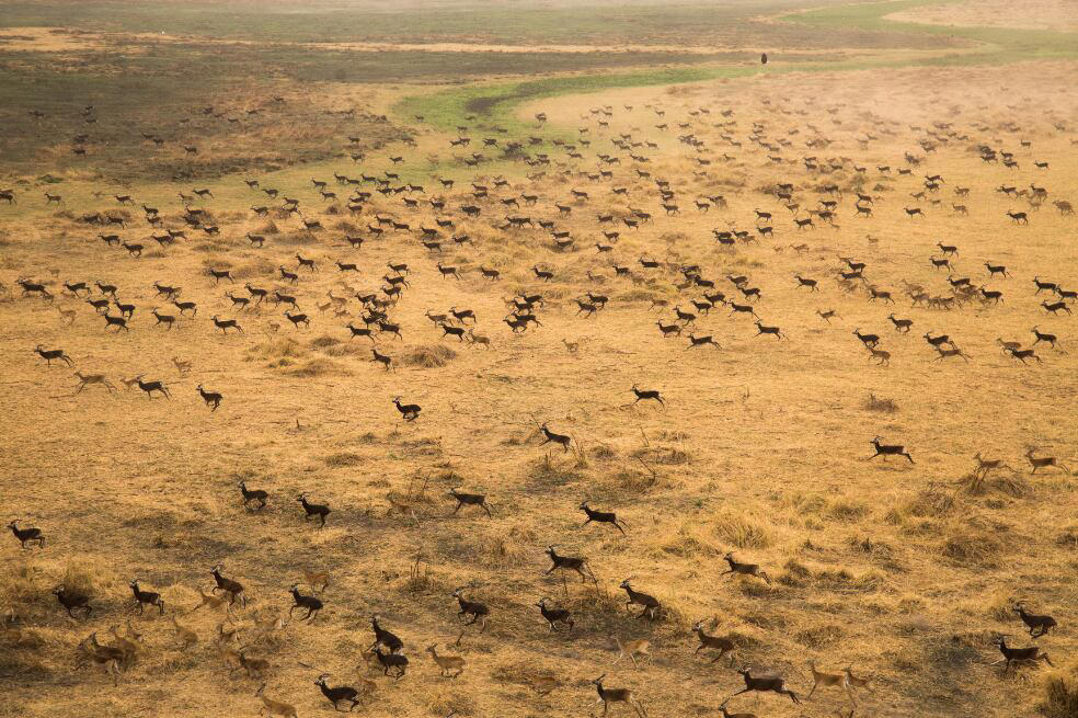 las increíbles fotos de la mayor migración de mamíferos terrestres en el mundo
