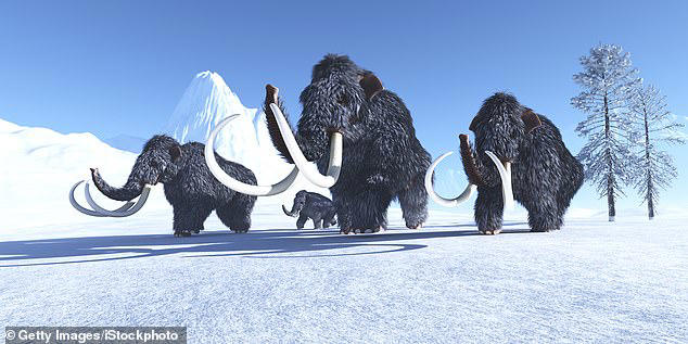 scientists say freak event killed woolly mammoths