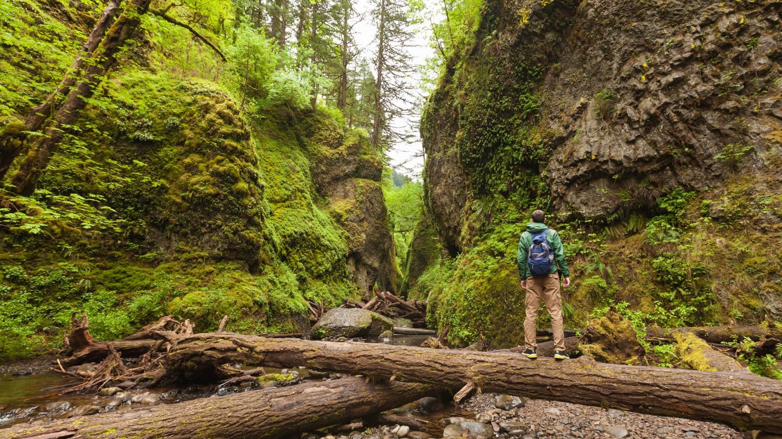 <p>The bright green moss and ferns cover the walls of Oneonta Gorge. It’s a popular tourist destination in the Pacific Northwest. It is located in the Columbia River Gorge, so you may see cliffs and waterfalls while there.</p>