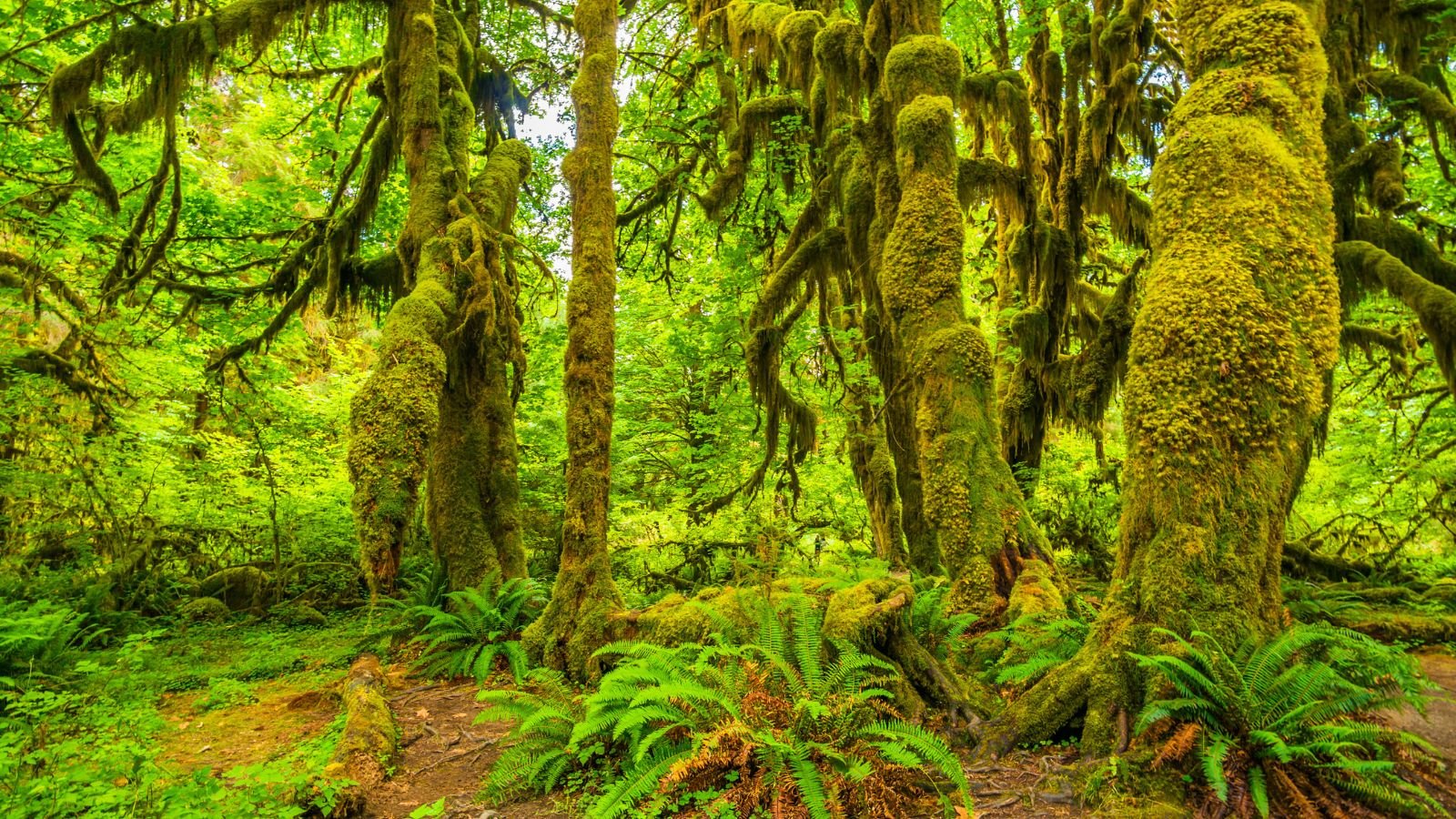 <p>The Hoh Rain Forest located in Olympic National Park, Washington, is one of the rare rainforests within the United States. It’s known for its moss-covered trees and peaceful environment. Gordon Hempton has identified the Hoh River Valley as home to the quietest place in the contiguous 48 states It is devoid of urban noise and human activity.</p>