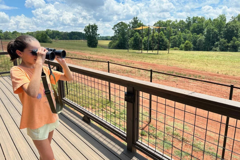 Georgia Safari Conservation Park in Madison, GA, is now open and ready for your visit! This amazing park features exotic and endangered animals, safari tours, animal encounters, and some of the most unique lodging in the state. Although a visit ... Read More