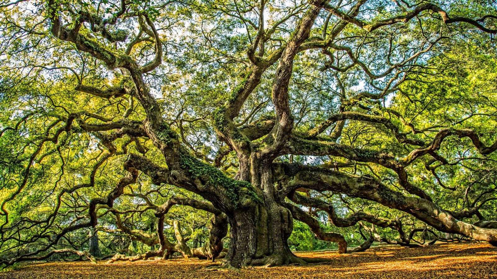 <p>Angel Oak, located approx<a href="https://travel.usnews.com/Charleston_SC/Things_To_Do/Angel_Oak_Tree_64690/" rel="noopener"> 13 miles</a> from downtown Charleston, South Carolina, is considered one of the most beautiful places in the United States. You can visit the surrounding forest for free. Simply park your car in a nearby lot, and go out, you’ll be greeted by crickets, birds, and the sound of leaves in the air.</p>