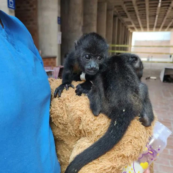 ¡increíble rescate de monos saraguatos en méxico!