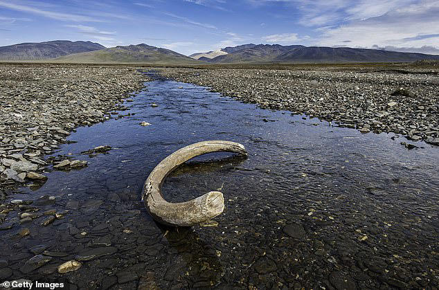 scientists say freak event killed woolly mammoths
