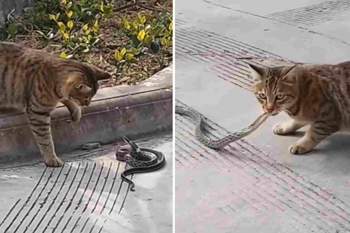 imponerande video: katt och orm i dödlig duell