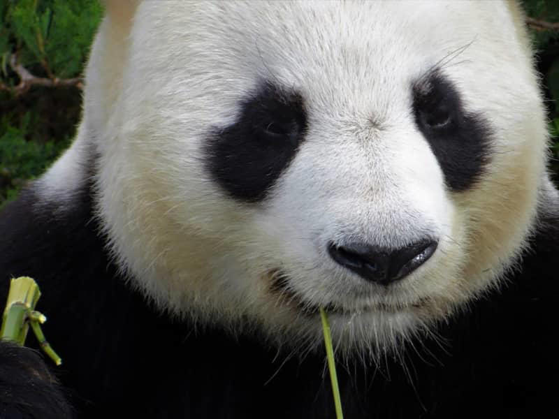 handover day: china to gift another pair of giant pandas to hong kong