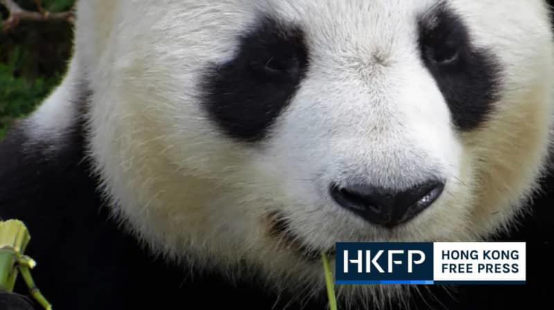 handover day: china to gift another pair of giant pandas to hong kong