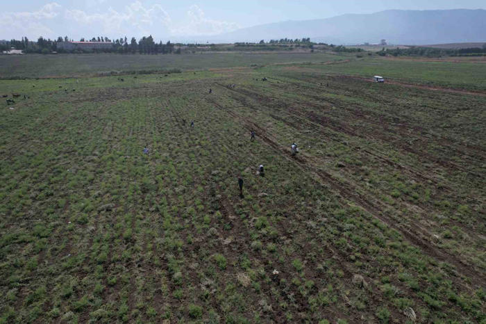depremzede çiftçi 350 dönümlük arazisindeki patatesi hayrına vatandaşlara bıraktı