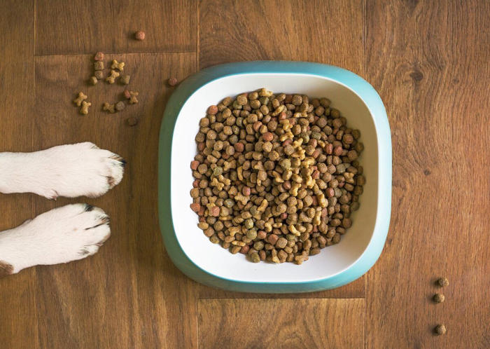 how can i choose the perfect dog treats for my canine companion?