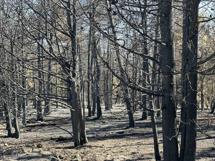 üniversitenin küle dönen çamla kaplı ormanı böyle görüntülendi