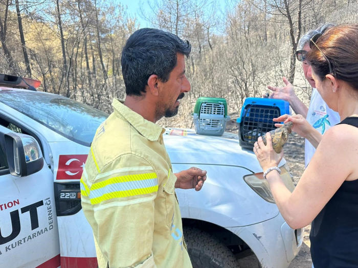 akut kuşadası ekibi, orman yangının ardından hayvanlara destek sağladı