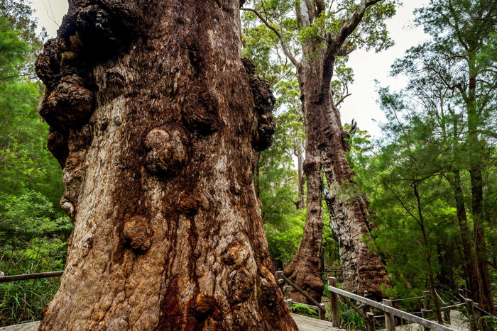 tree top walk: caminar sobre árboles gigantes es posible en este bosque australiano