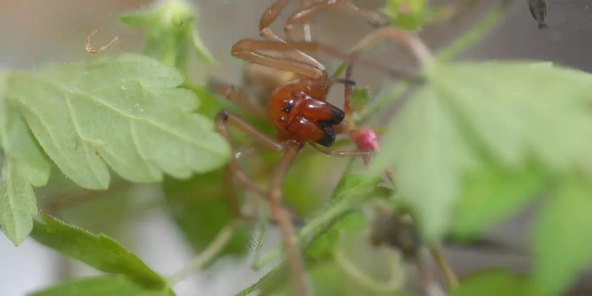 spinnen-alarm: diese heimische spinnenart beißt jetzt besonders gerne