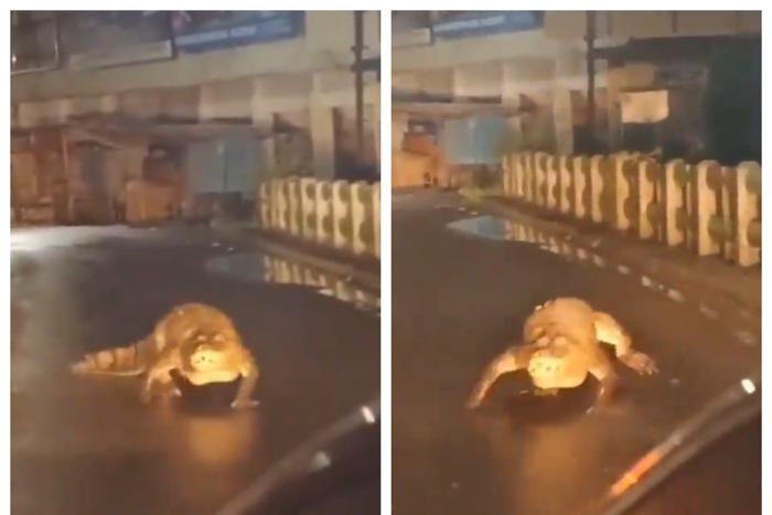 8-foot-long crocodile spotted crawling along rainy road in maharashtra town goes viral | watch