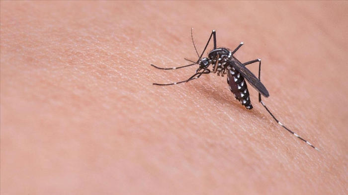 sivrisineklerden kurtulmanın 7 yolu! tatilde ağzınızın tadı kaçmasın…