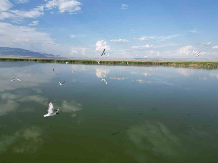 eber gölü’nde su seviyesinin azalması kuş türlerini olumsuz etkiledi