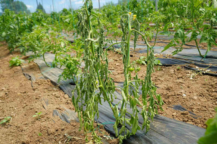 marmara’nın ’küçük antalya’sı tabir edilen bölgede üretilen domatesi, lekeli solgunluk virüsü vurdu