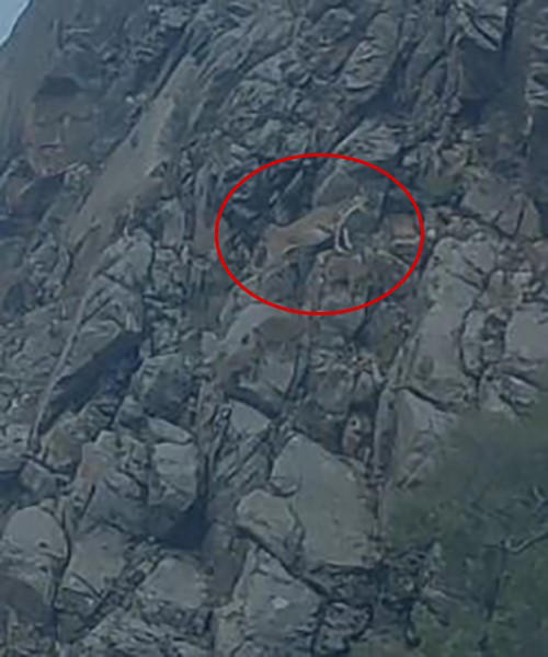 nesli tükenme tehlikesi altındaki tırmanma uzmanı dağ keçileri elazığ’da görüntülendi