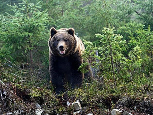 braunbären im allgäu: initiative fordert klare rechtliche grundlagen