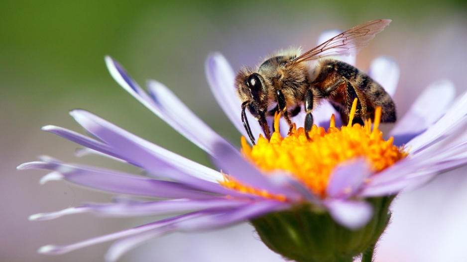 co pomáhá na včelí bodnutí: jak ošetřit vpich a čím zmírnit otok