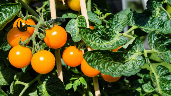 genialer trick beim tomatenanbau: reiche ernte ohne extrakosten