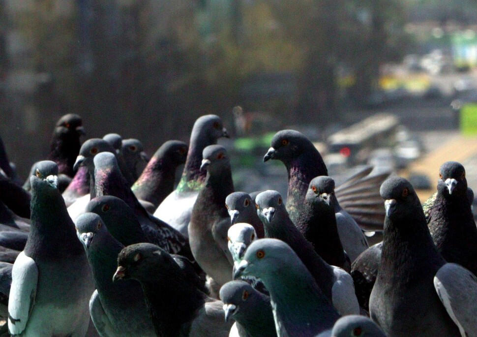 강남 한복판에 나타난 ‘스페인 비둘기’