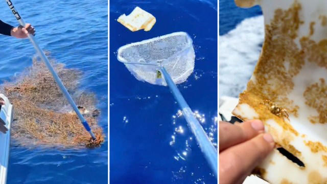 amazon, expert diver makes frustrating discovery while cleaning up ocean trash: 'floating around for a long time'