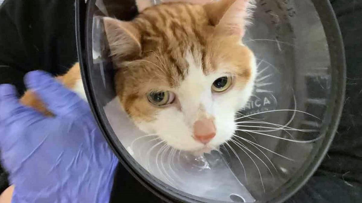 ze brengen hun kat met spoed naar dierenarts nadat hij blijft overgeven: de röntgenfoto onthult het onvoorstelbare