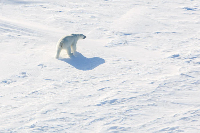 to franske guider får bot for å forstyrre isbjørn på svalbard