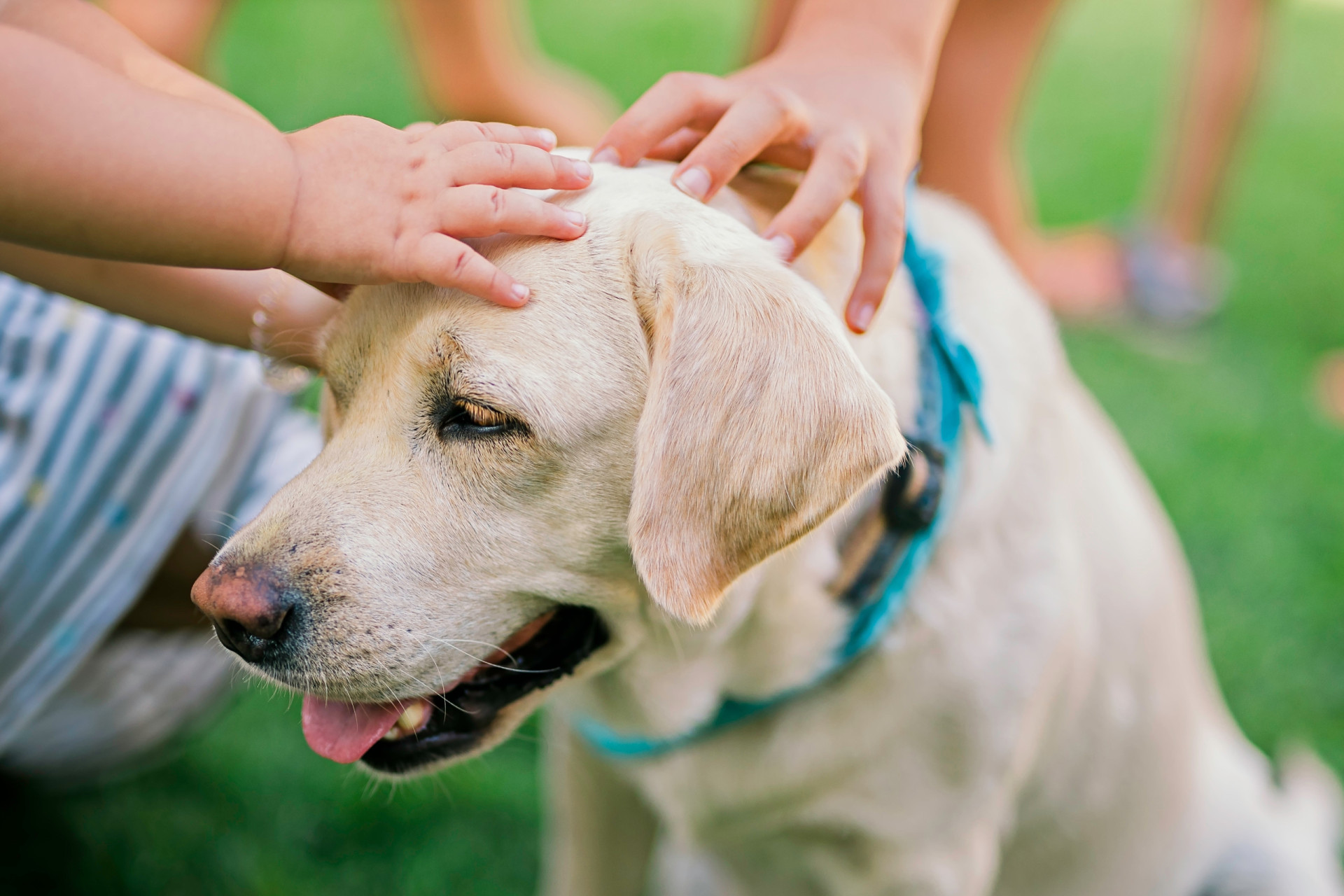 Vidste du, at disse vaner irriterer din hund?