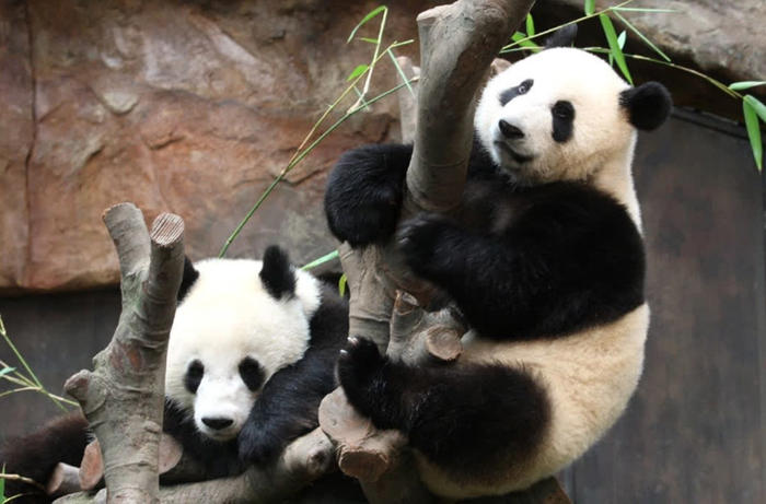 大陸宣佈贈送香港一對大貓熊 預料數月內抵達