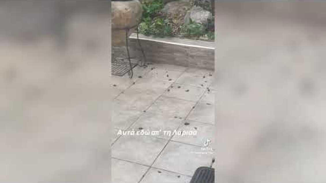 επιδρομή κατσαρίδων στη λάρισα: βίντεο στο tiktok δείχνει την κατάσταση σε σπίτι
