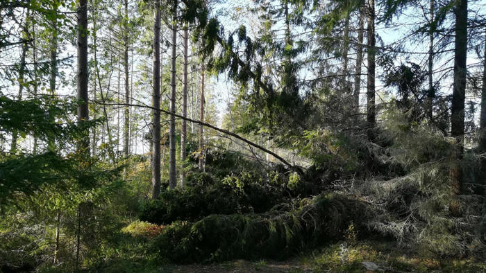 myrsky kaatoi puita ja katkoi sähköjä koillismaalla