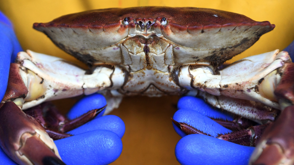 'it hasn't been crab salad weather' - fisherman