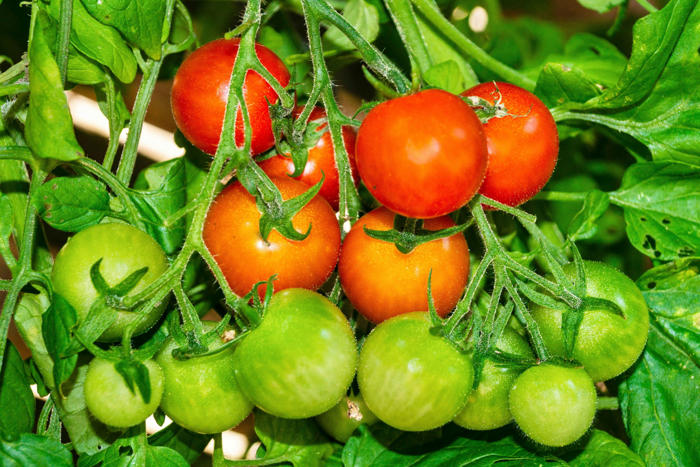 genialer trick beim tomatenanbau: reiche ernte ohne extrakosten