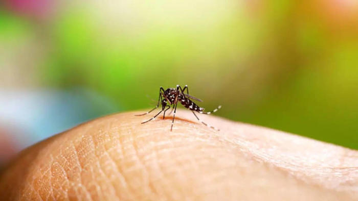 nashik reports surge in dengue cases; here's what you should do to keep yourself safe