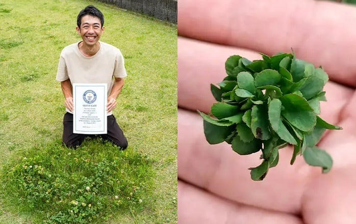 “세계에서 가장 운좋은 남자” 63잎짜리 클로버, 기네스 올랐다