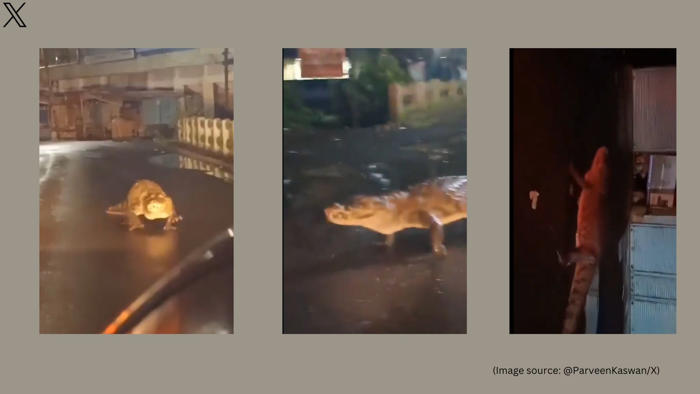 android, ‘crocodile on a city tour’: viral video from maharashtra shows reptile after heavy rain