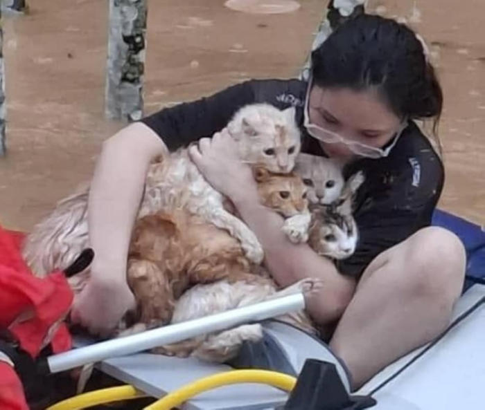 no meow left behind: photo of woman saving cats from penampang floods touches sabahan hearts (video)