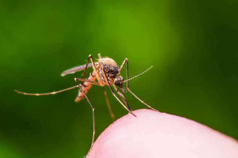 No, lice won't go away on their own. Here's what treatment works.