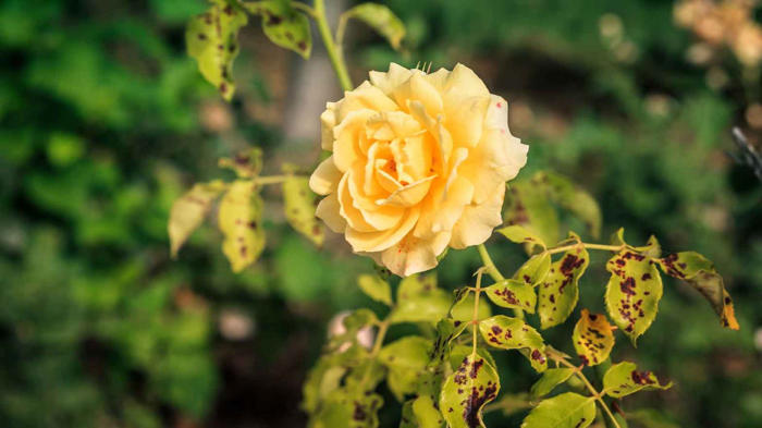 amazon, sternrußtau auf rosen: das ist wichtig, um den pilz loszuwerden