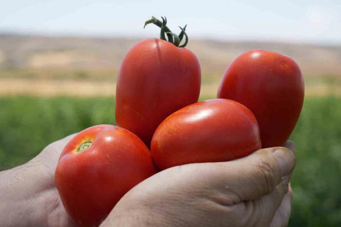tarlada 5 tl’den satılan domatesin kavurucu sıcak altında hasadı başladı