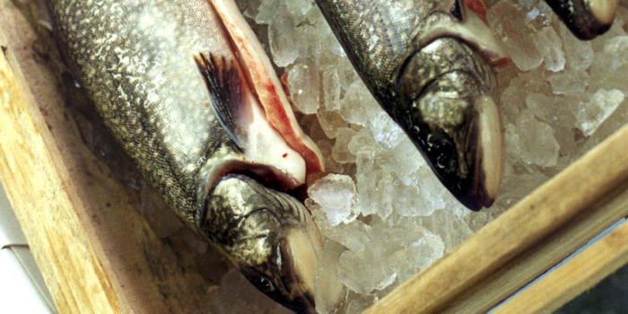 fisketävling i arjeplog gav oväntad fångst till äldre