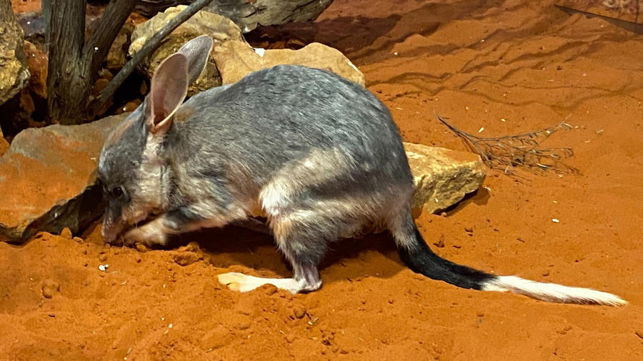 la secuenciación del genoma de marsupiales bilbi abre nuevas vías para la conservación de las especies